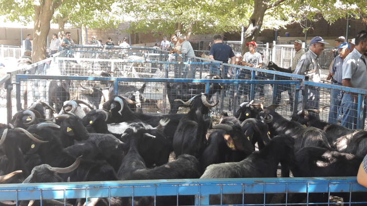 Muğla'da 5 mezbaha bayrama hazır