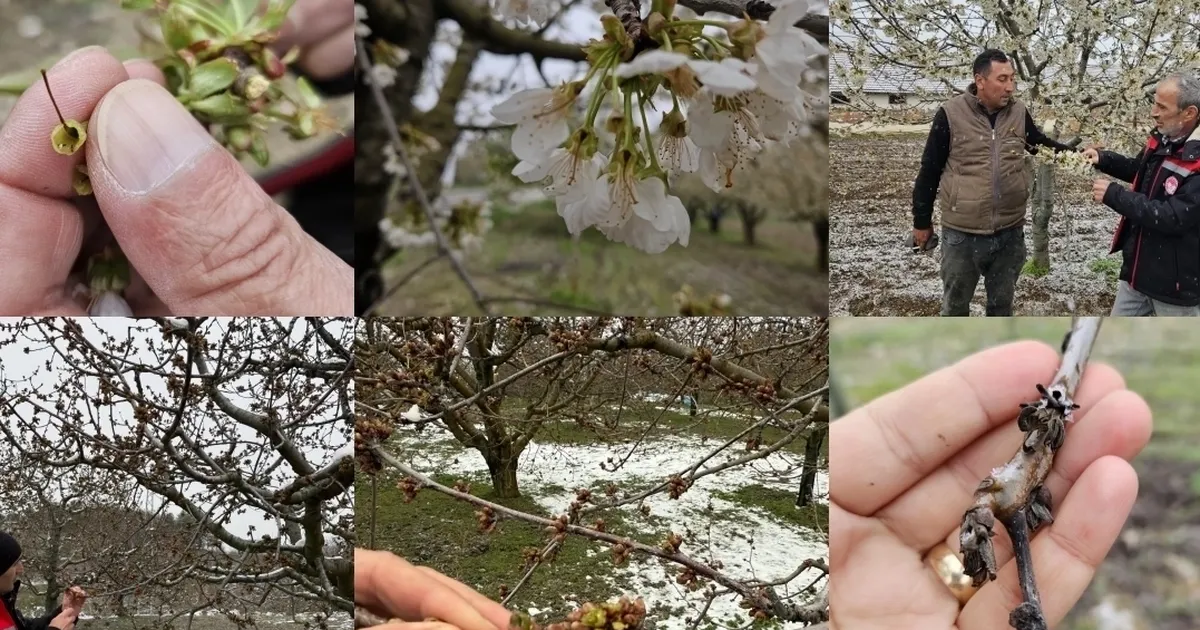 TBMM Zirai Don Araştırma Komisyonu üye seçimi 'Resmi'leşti