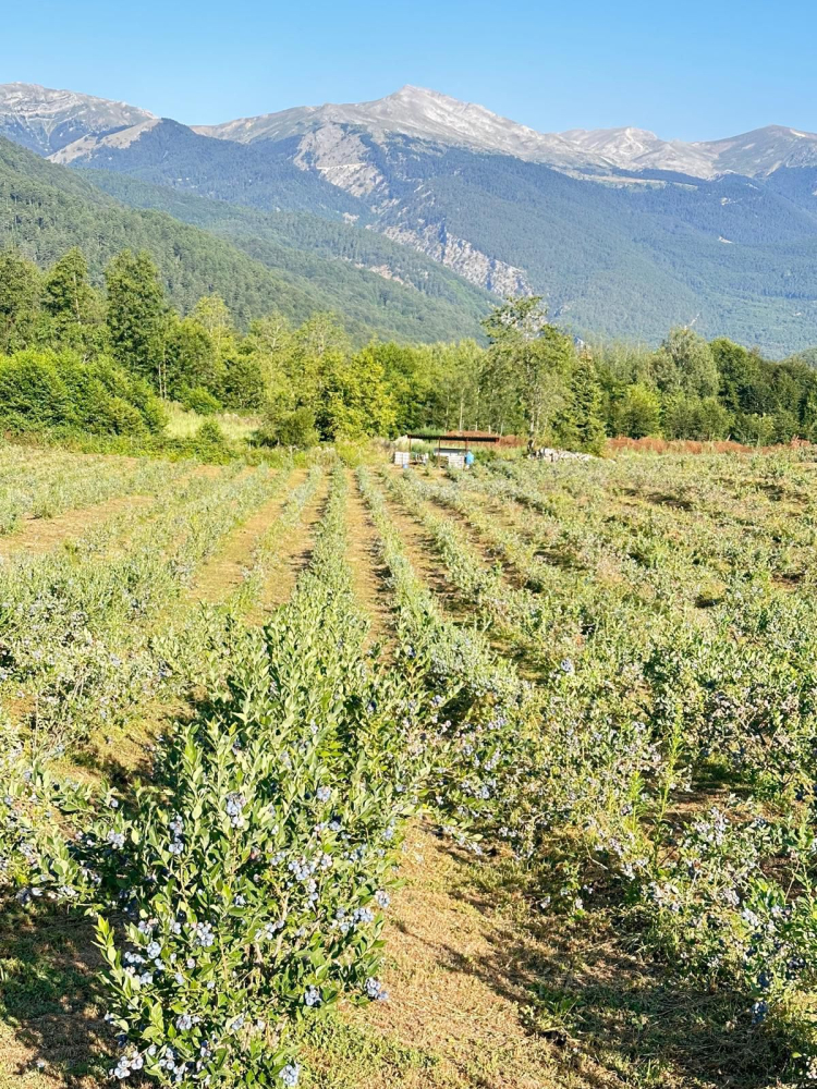 Yaban Mersini üreticileri için Bursa'da tek çatıda... Uludağ Blueberry Birliği kuruldu