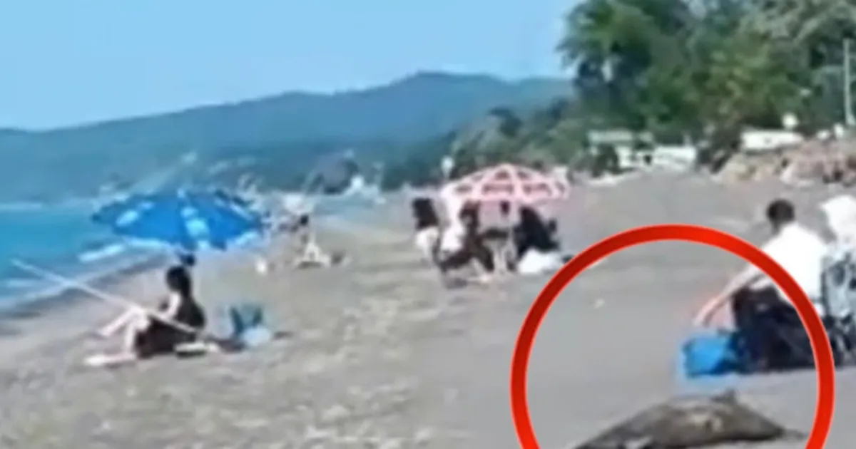 Akçakoca sahilinde ölü yunus skandalı! Günlerdir kaldırılmadı...