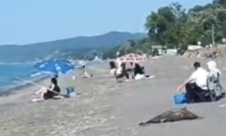 Akçakoca sahilinde ölü yunus skandalı! Günlerdir kaldırılmadı...