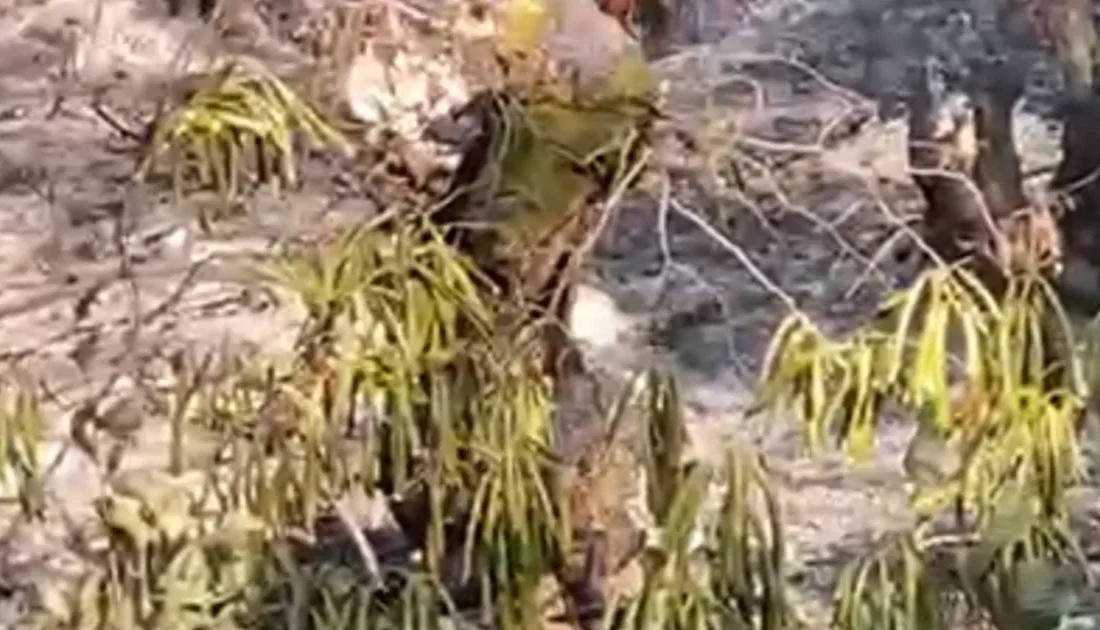 Düzce’nin Çilimli ilçesine bağlı