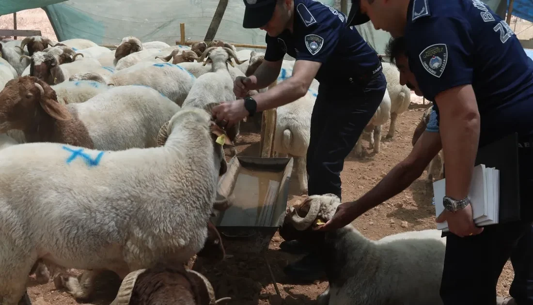 Gaziantep Büyükşehir Belediyesi, Kurban