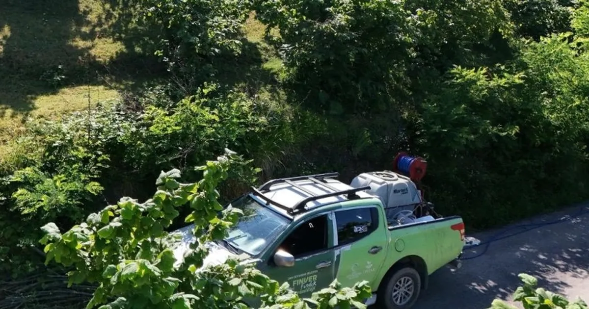 Kahverengi kokarca FINVER bahçelerinde takip altında