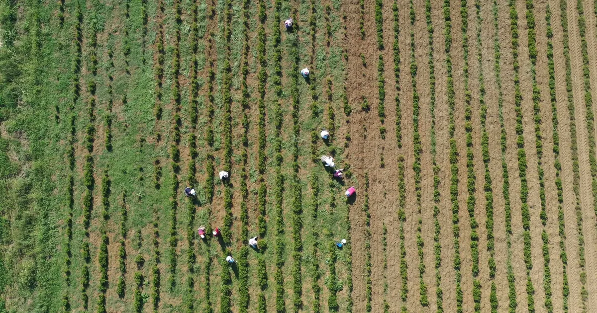 Kocaeli’de tıbbi ve aromatik bitkiler hasada hazırlanıyor