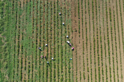 Kocaeli’de tıbbi ve aromatik bitkiler hasada hazırlanıyor