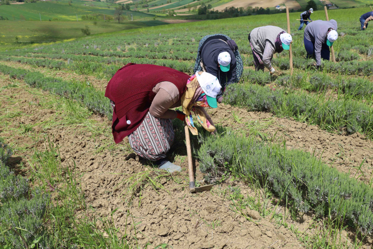 Kocaeli’de tıbbi ve aromatik bitkiler hasada hazırlanıyor