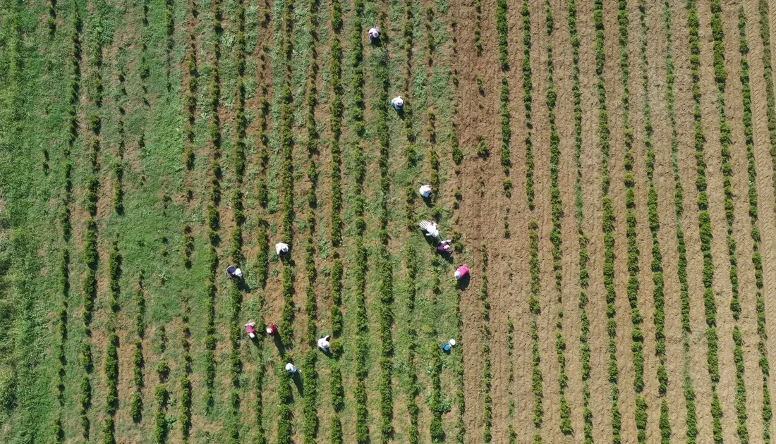 Kocaeli Büyükşehir Belediyesi’nin Tıbbi