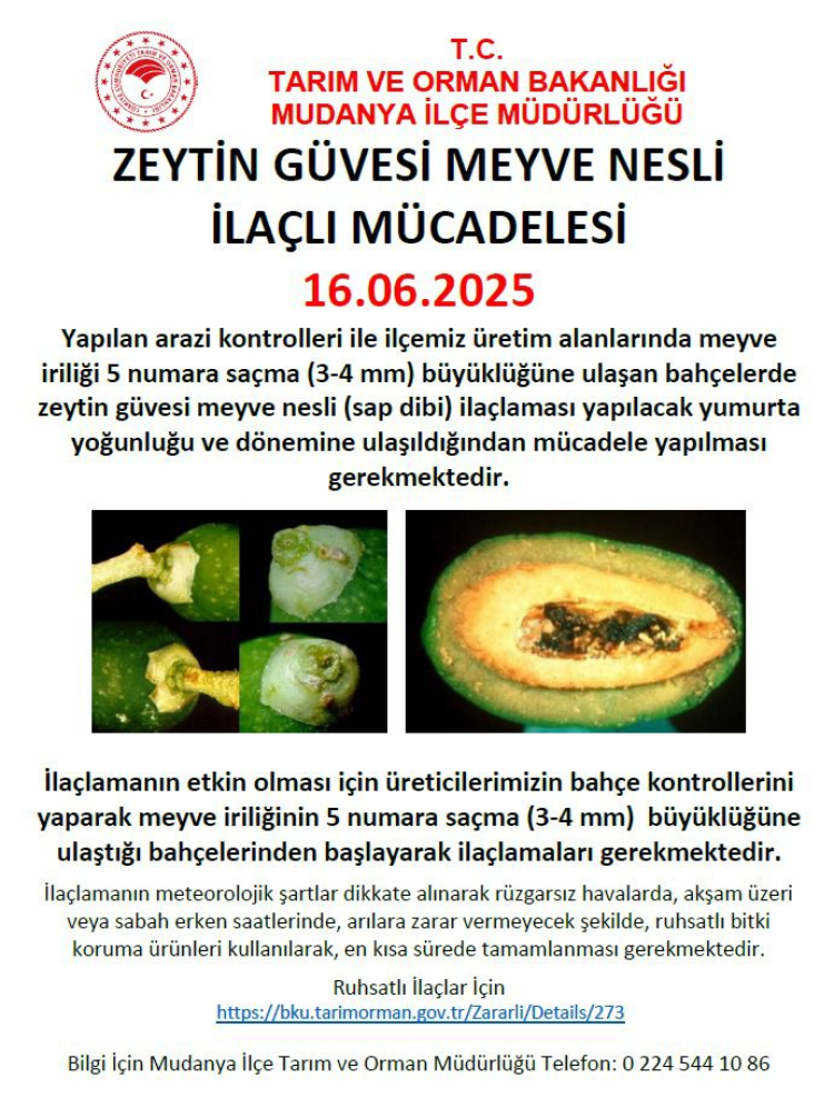 Mudanya'da zeytin güvesi ilaçlaması başladı