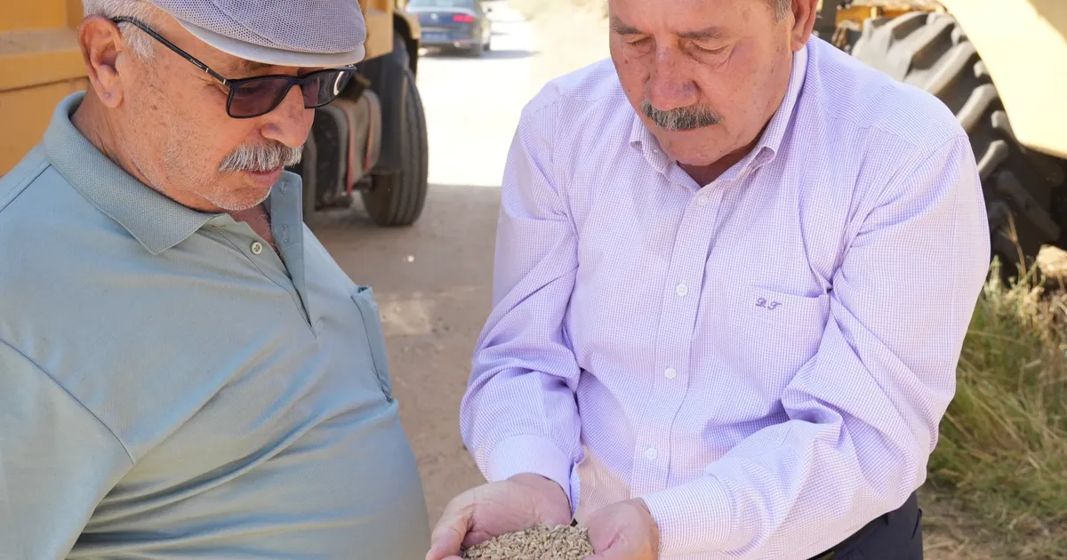 Muğla Milas Belediyesi karakılçık buğday hasadı gerçekleştirdi