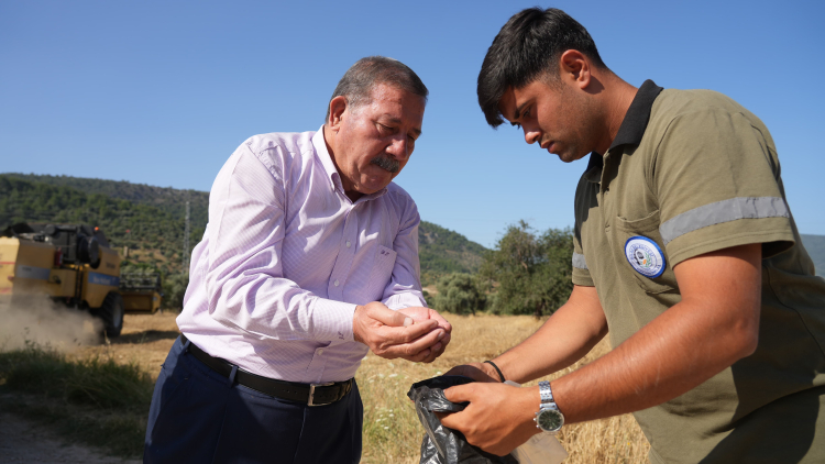 Muğla Milas Belediyesi karakılçık buğday hasadı gerçekleştirdi