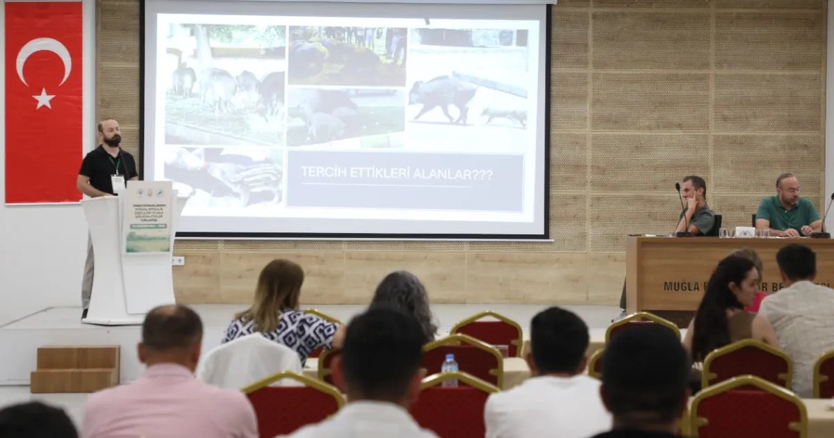 Muğla’da yaban domuzları gündemde