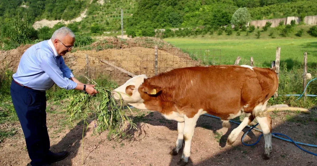 Ordu'da besicilerin yüzü güldü