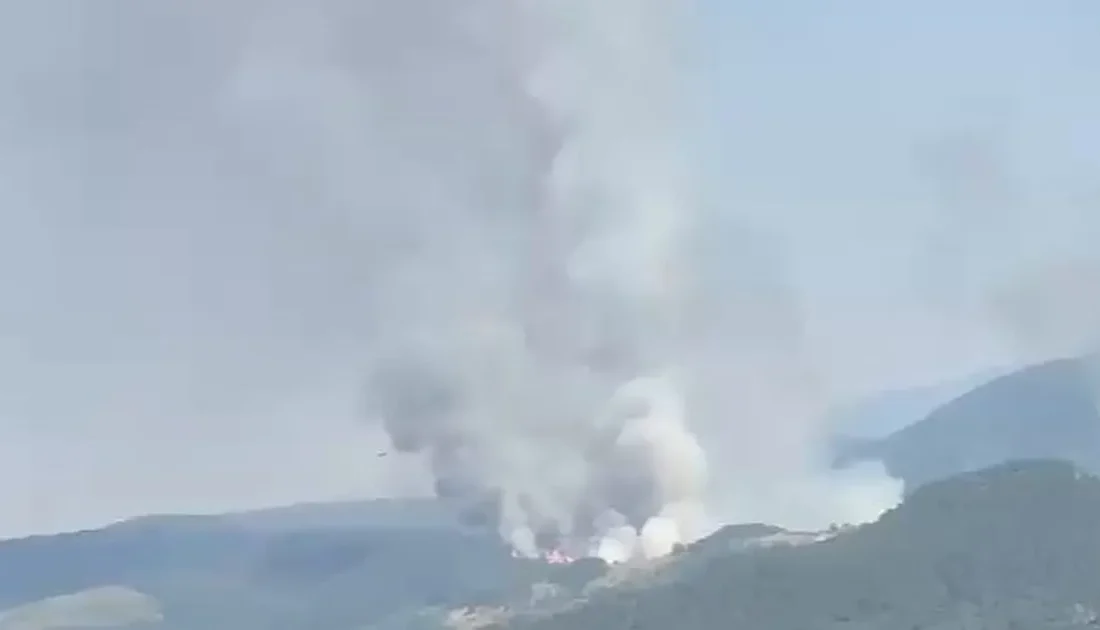 Balıkesir’in Sındırgı ilçesinde orman
