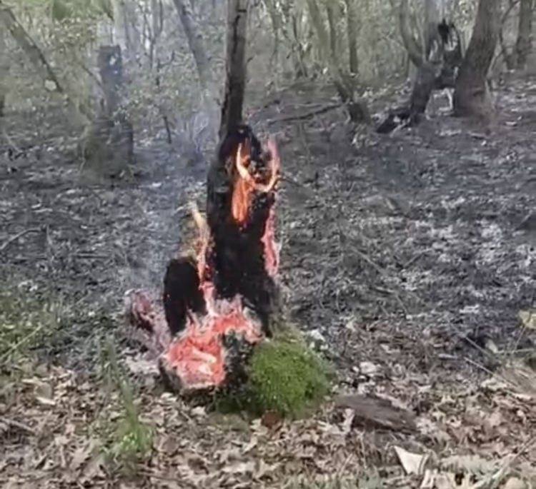 Düzce-Sakarya sınırında orman yangını