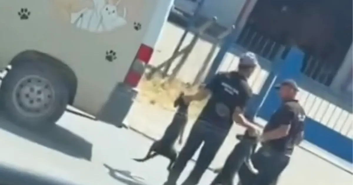 Düzce’de sokak köpeklerinin toplanma görüntüleri sosyal medyada tepki çekti