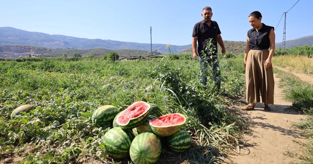 Efes Selçuk’ta karpuz tarlasında umut filizlendi! Üretici çaresiz, belediye destekte