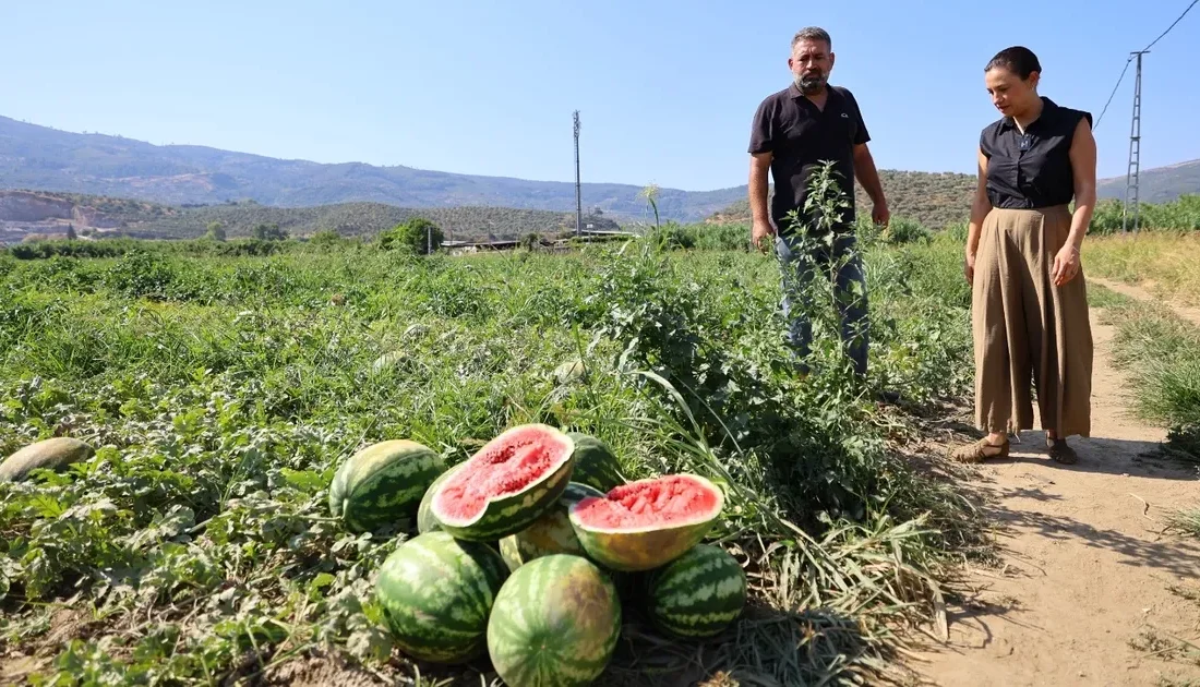 İzmir'de Efes Selçuklu karpuz