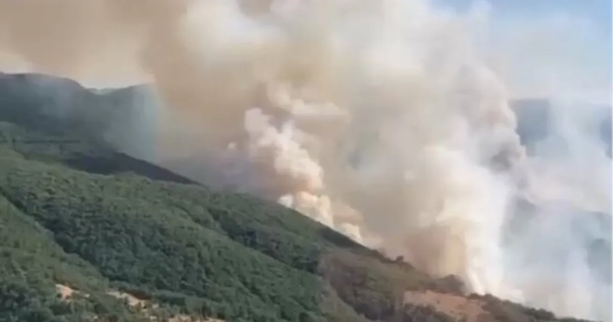İzmir Bergama’daki yangın kontrol altında... Bilecik ve Sakarya’da müdahale sürüyor