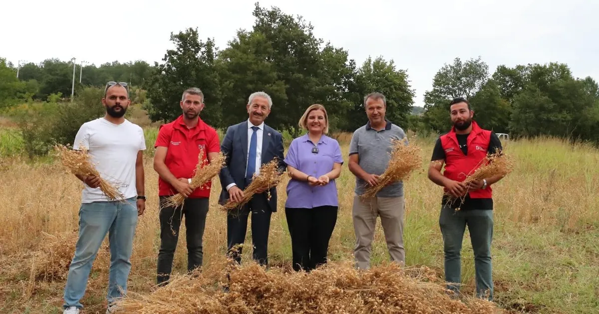 İzmit Belediyesi ilk nohut hasadını yaptı 
