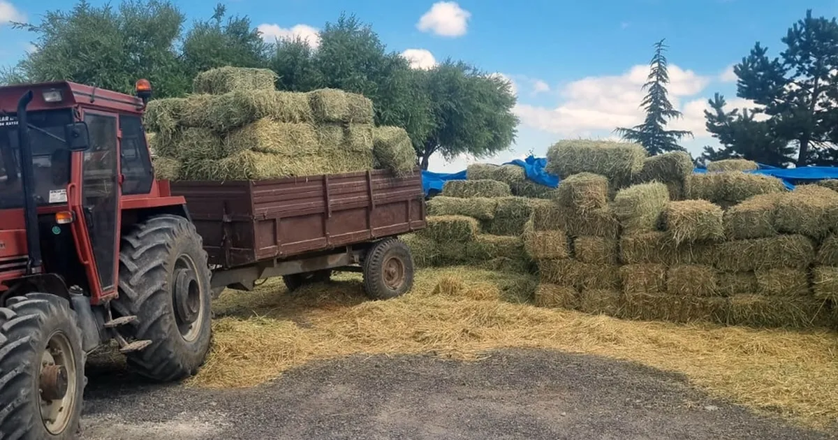 Kayseri Talas'tan üreticiye yem desteği