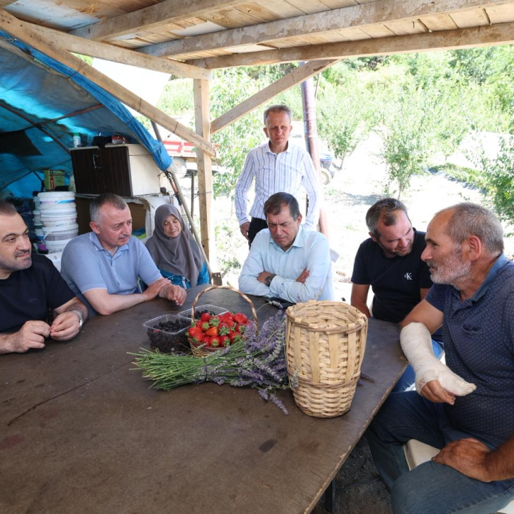 Kocaeli'de Başkan Büyükakın çilek hasadına katıldı