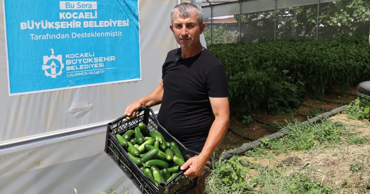 Kocaeli’de modern seralarda hasat bereketi