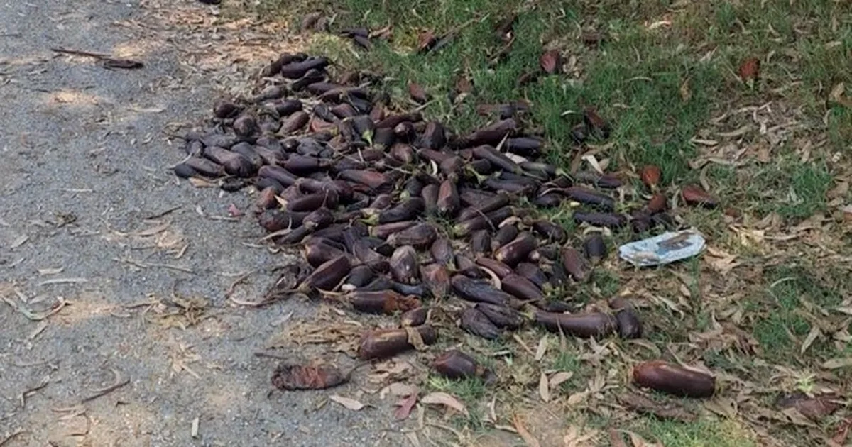 Mersin’de yere döktüğü 3. kalite patlıcanlar 17,2 milyon TL’ye patladı!