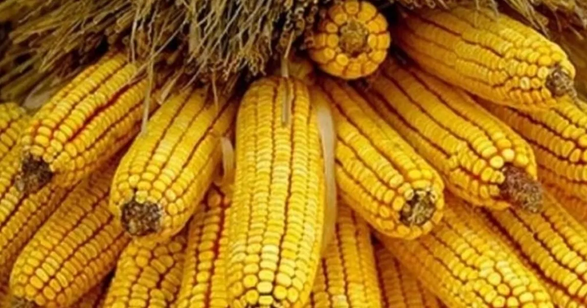 Mısır ithalatına 500 bin tonluk tarife kontenjanı açıldı