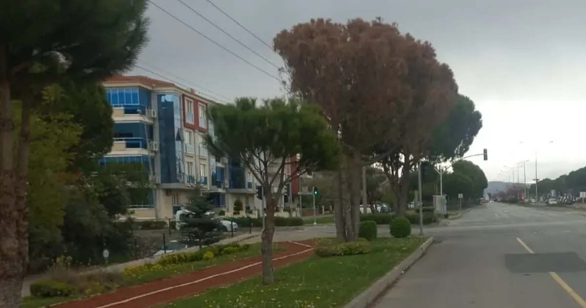 Muğla’da güvenlik ve estetik için kurumuş ağaçlar kaldırılıyor