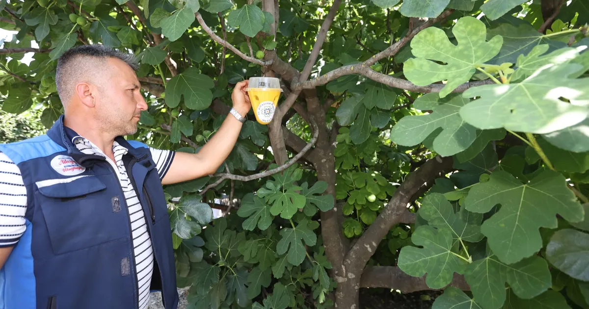 Muğla’da meyve sineği ile mücadelede feromon tuzaklar devrede!