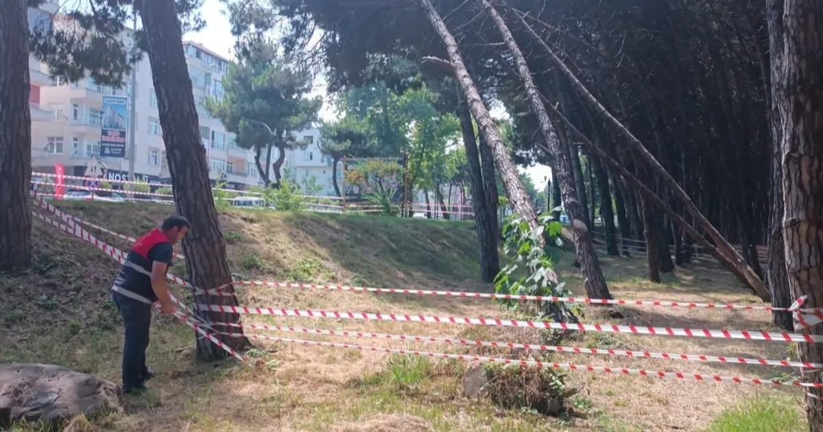 Ordu'da can ve mal güvenliğini tehdit eden ağaçlara müdahale edilecek