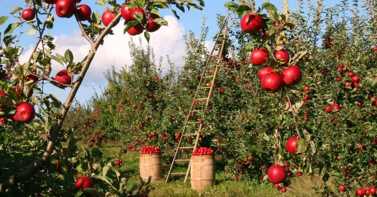 Tarımsal üretim planlamasına ayar... Meyve bahçesi tesisine sınırlama