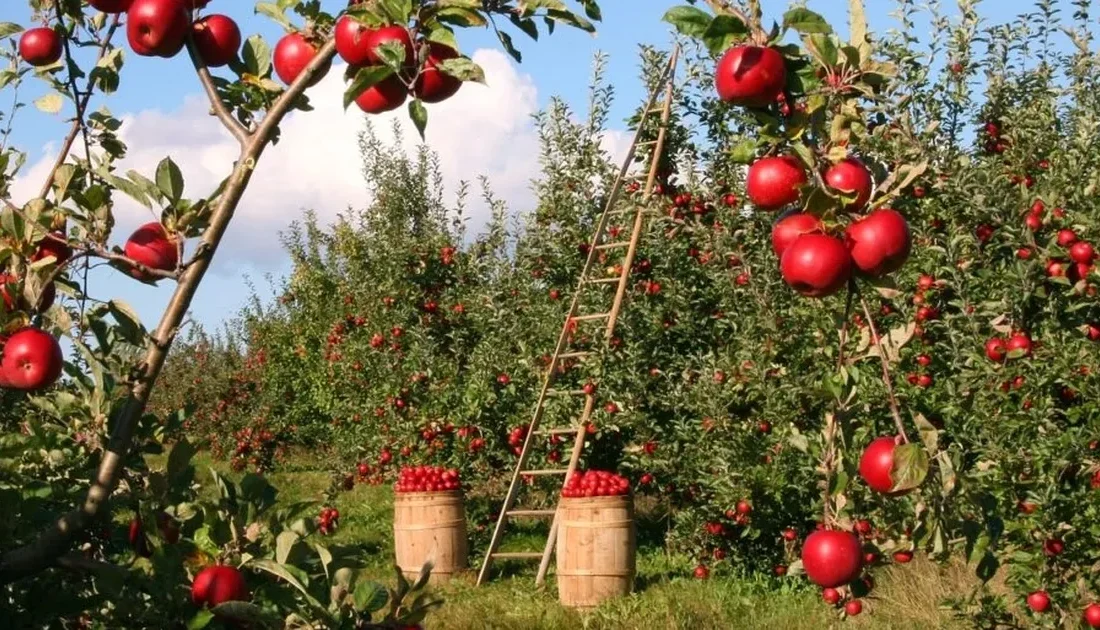 Tarım ve Orman Bakanlığı,