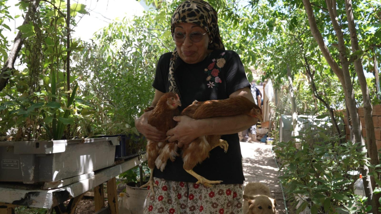Yangından kurtarılan tavuklarına kavuştu