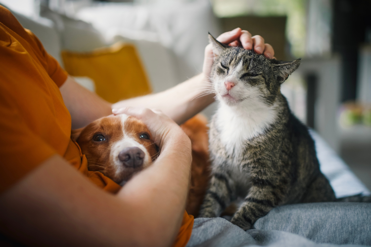 Yaz sıcağında kedi ve köpek sağlığı için karışık besleme önerisi