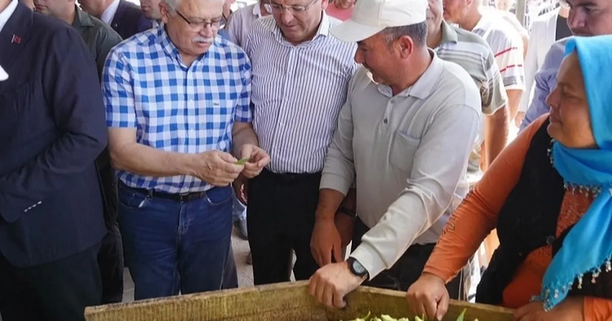 Balıkesir Ayvalık'ta çiftçilere özel destek