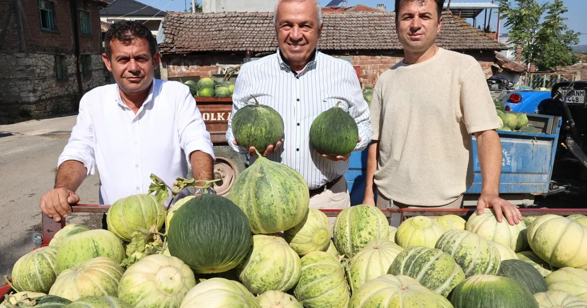 Bursa Nilüfer'de Konaklı kavununun üretimi iki kat arttı