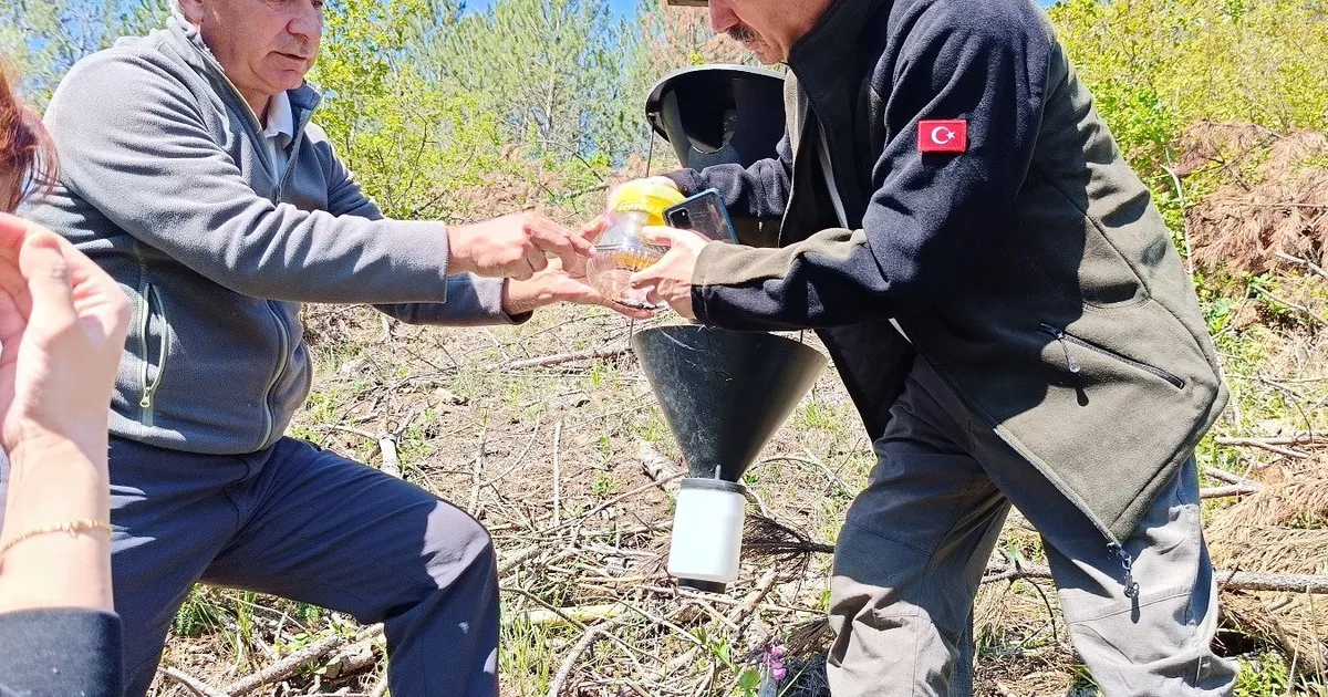 Bursa’da kabuk böceklerine karşı biyolojik mücadele başladı