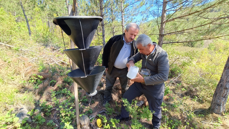 Bursa’da kabuk böceklerine karşı biyolojik mücadele başladı