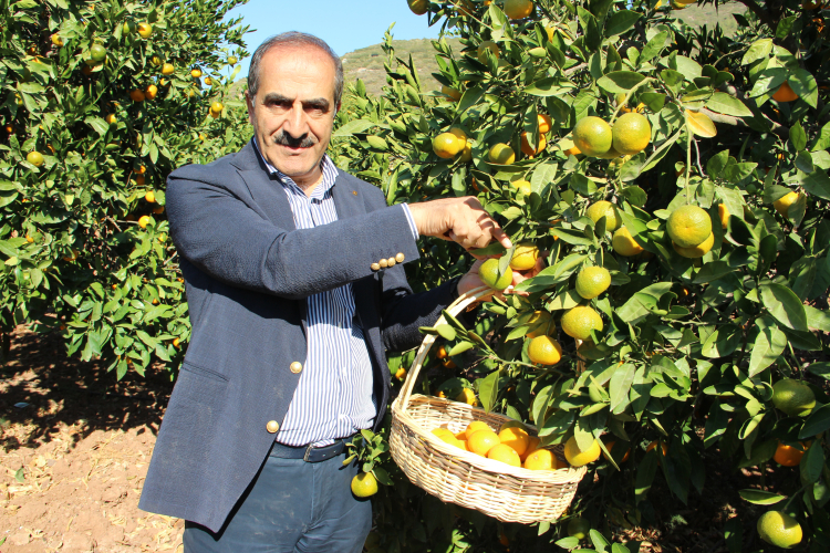 Ege'nin narenciye rekoltesi yüzde 34 azaldı