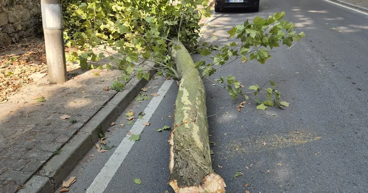 İstanbul'da 58 ağaç devrildi, 6 araç hasar gördü... Dikkat! Bu gecede etkili olacak