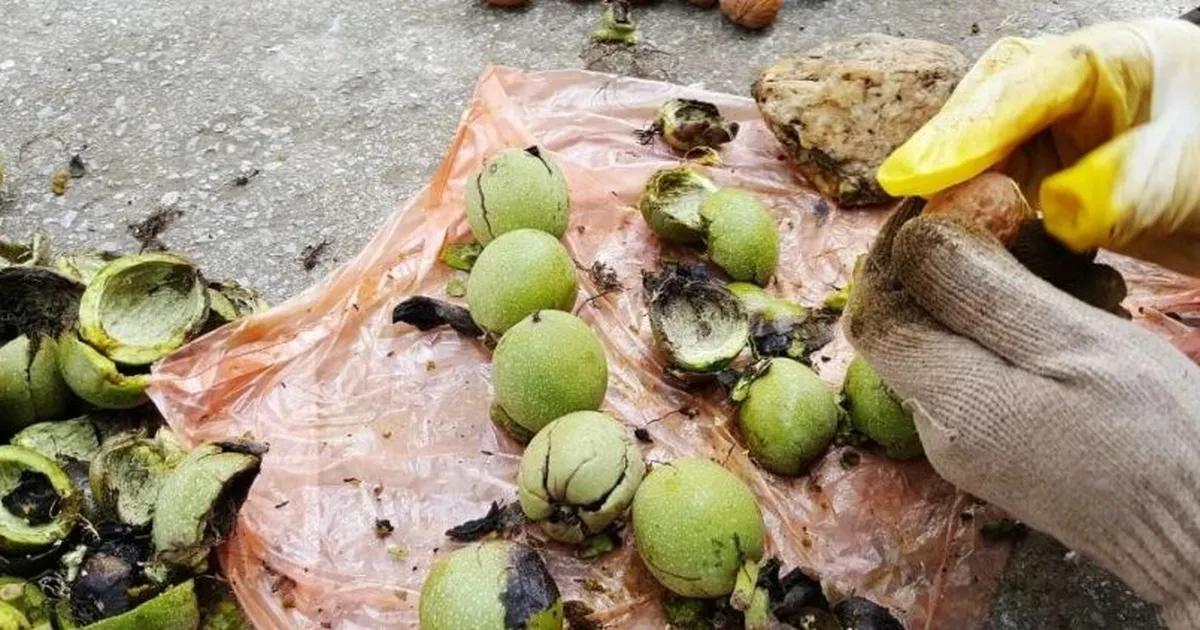 Karacabey TİGEM’den 400 bin kg ceviz hasadı ihalesi