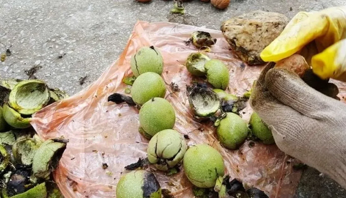 Tarım İşletmeleri Genel Müdürlüğü