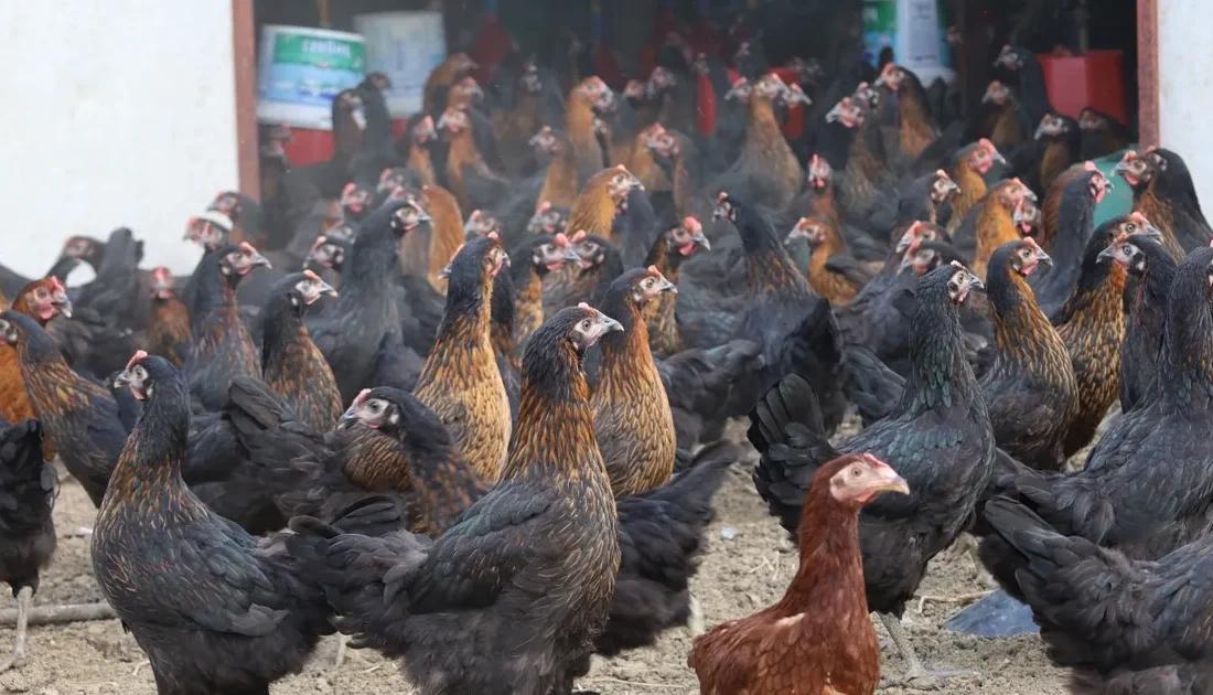 Kocaeli Büyükşehir Belediyesi, tarımsal