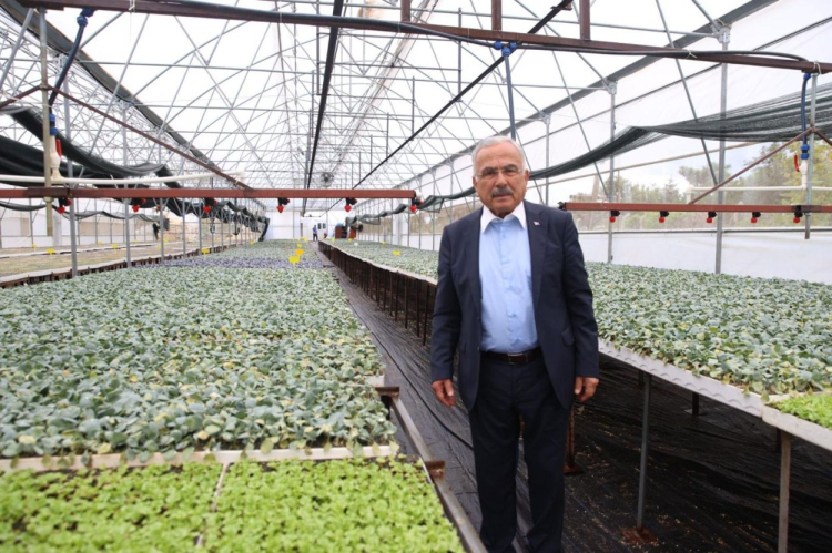 Ordu’da ilk kez üretildi: 200 bin fide dağıtıma hazır