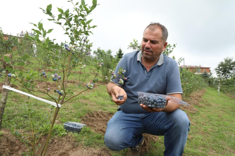 Ordu’da mavi yemiş üretimi büyüyor: Kilogramı 500 TL’den alıcı buluyor