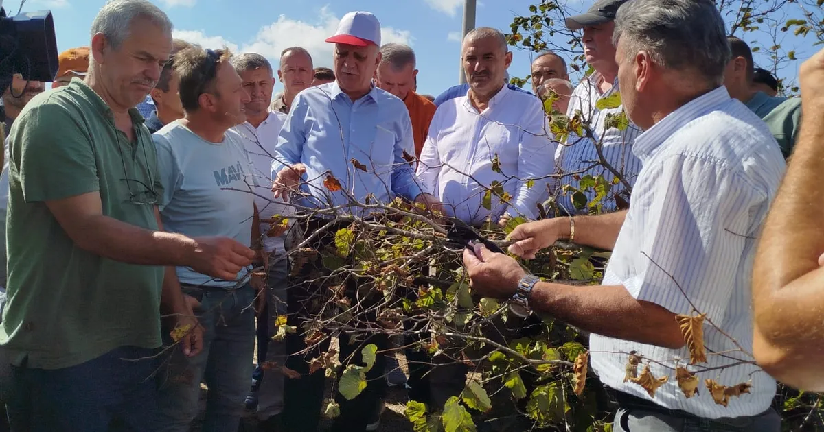 Sakarya’da fındık krizi uyarısı! Rekolte 449 bin tonun altında kalacak