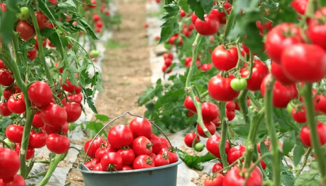Bursa merkezli Yankı Yemek,