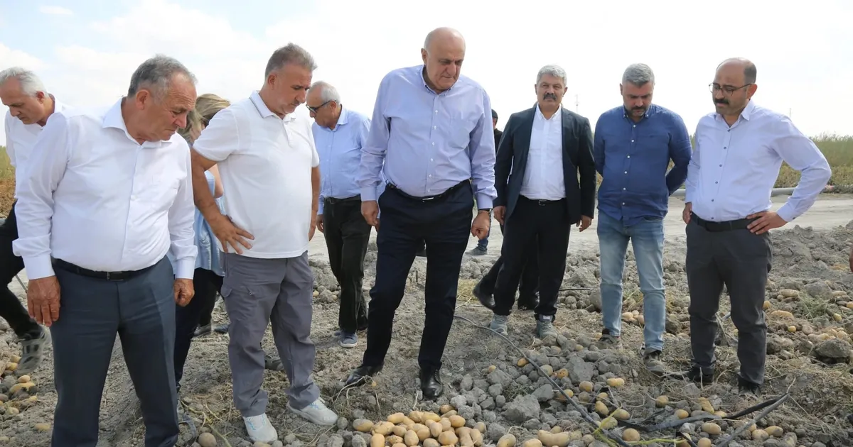 Konya Şeker’den yerli patates tohumu müjdesi... 2027’de dışa bağımlılık bitecek